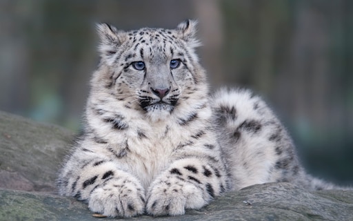 Как выглядит снежный барс фото настоящие Как выглядит снежный барс фото настоящие