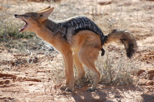Как выглядит шакал фото настоящие Как выглядит шакал фото настоящие