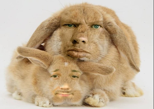 Крик льва и заяц фото Крик льва и заяц фото