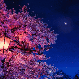 night sakura with music