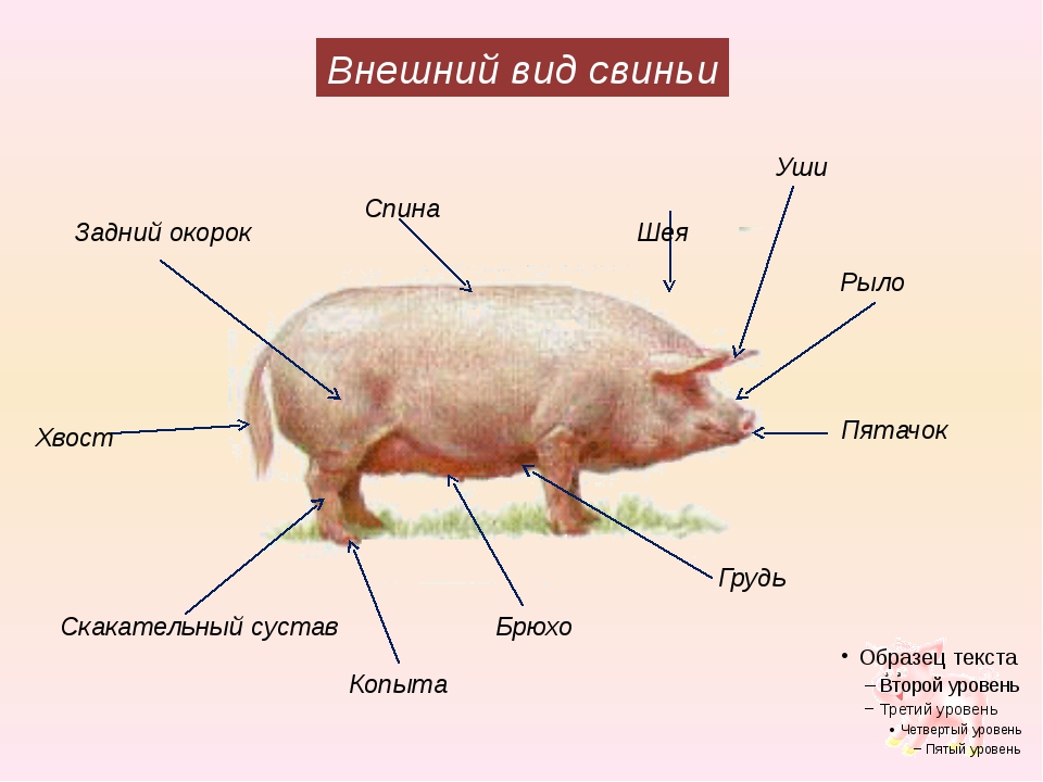 В чем заключается хозяйственное значение свиней. Строение тела свиньи анатомия. Строение свинки. Внешнее строение свиньи. Строение поросенка.