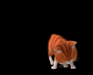 dancing cat gif