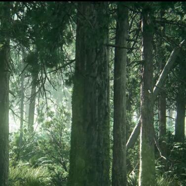 Woods 2160P