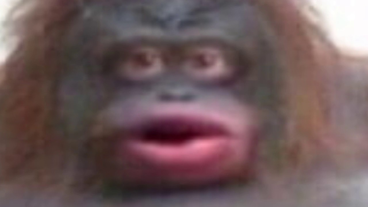 Обезьянка мем. Oh no мем обезьяна. Oh no мем обезьяна. Лицо обезьяны. Oh no мем обезьяна.