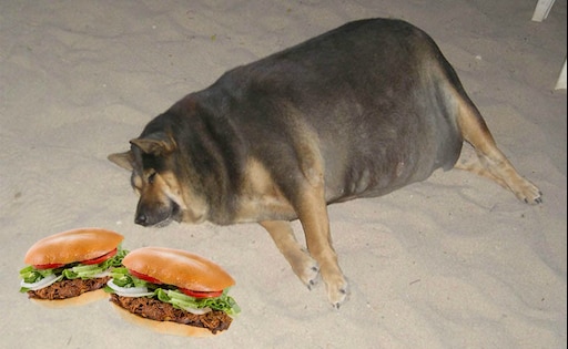 Толстый голодный. Жирные собаки. Собака обожралась. Толстая собачка.