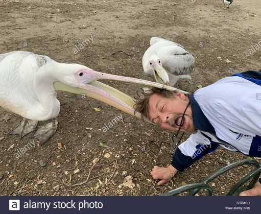 Пеликан и животные которых он пытается съесть