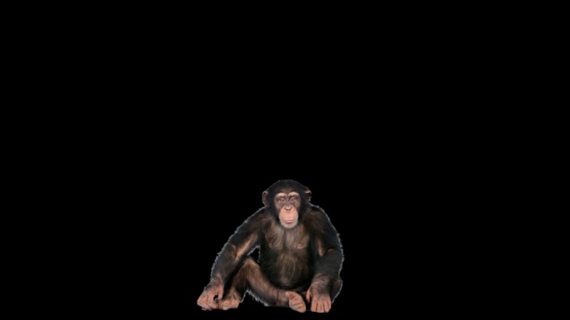 Steam Workshop::Funny Monkey