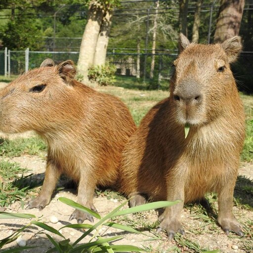 Модный зверек капибара фото Модный зверек капибара фото