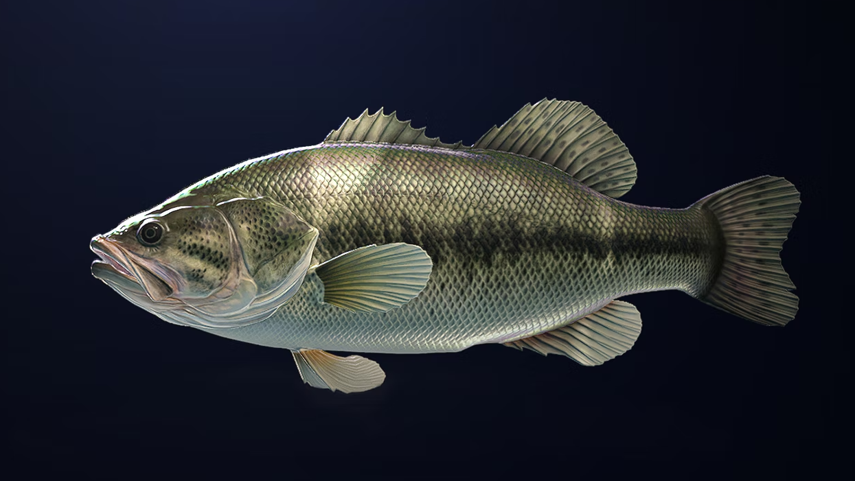 Steam Community :: Guide :: FISH SPECIES – Overview by Maps