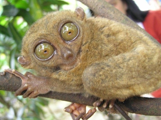 Бебра фото животное Бебра фото животное