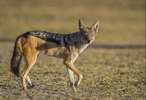 Как выглядит шакал фото Как выглядит шакал фото