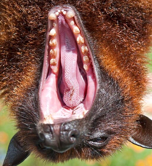 Как выглядит строение зубов летучей мыши Как выглядит строение зубов летучей мыши