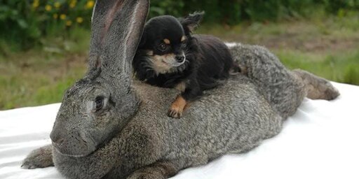 Фламандский гигантский кролик