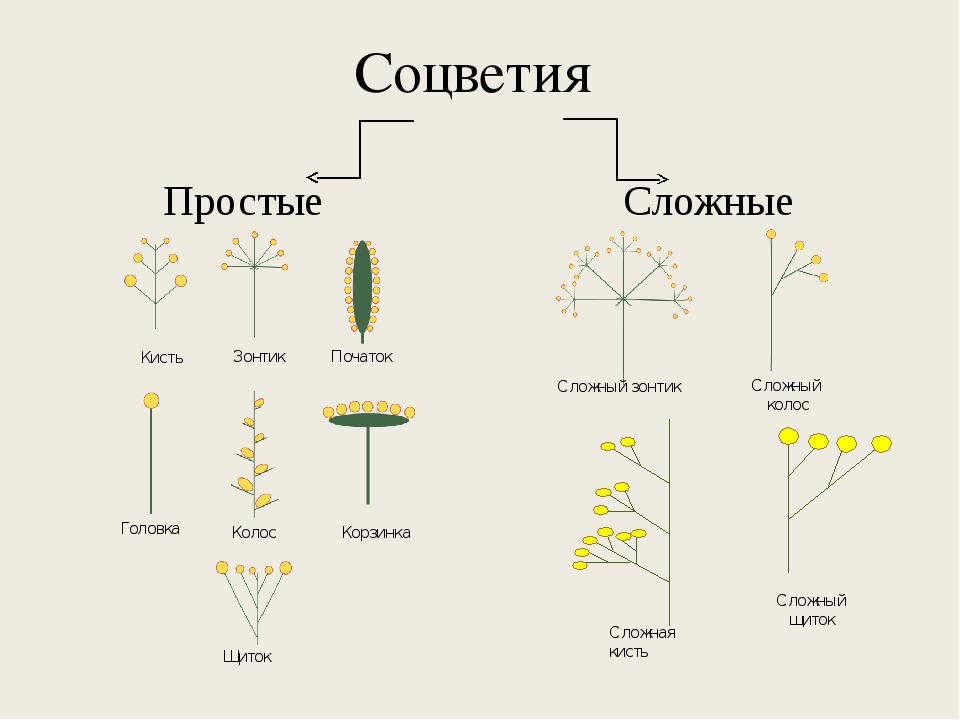 Соцветия класс. Классификация соцветий схема. Типы соцветий таблица. Строение соцветий таблица. Соцветия и плоды таблица.