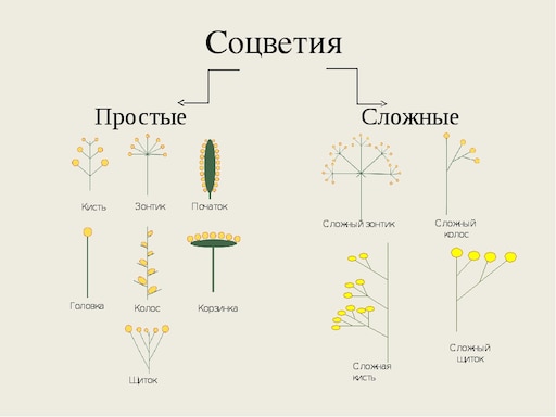 Виды соцветий с примерами Виды соцветий с примерами