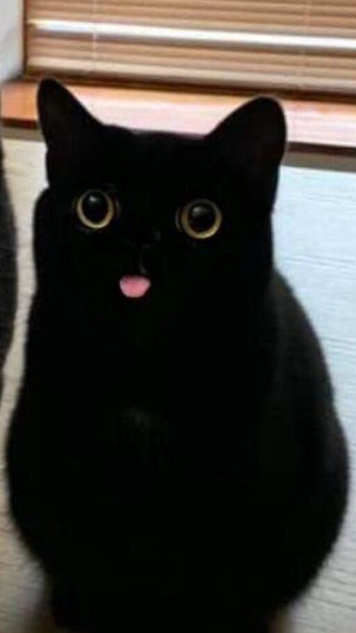 The cat black стим фото 44