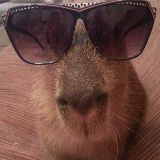 Капибара фото смешные на аватарку Капибара фото смешные на аватарку