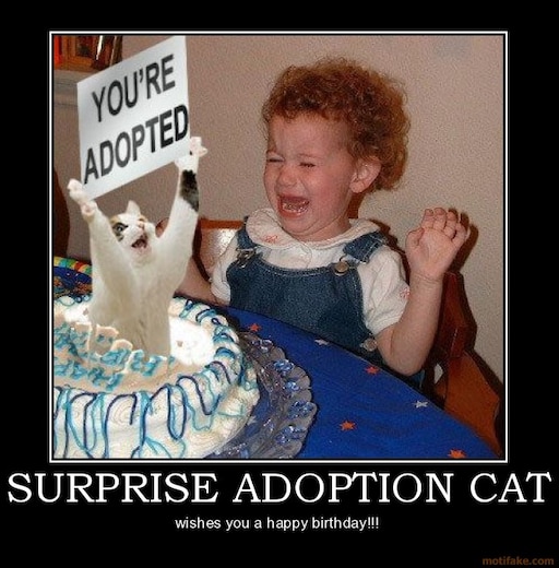 Surprise Adoption Cat.