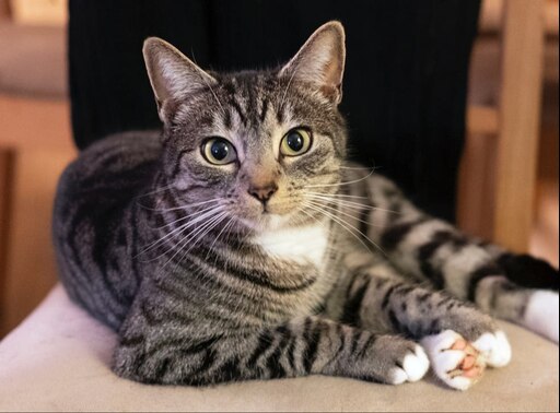 Как выглядит европейская кошка Как выглядит европейская кошка