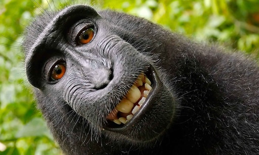 40 смешных фото 40 смешных фото