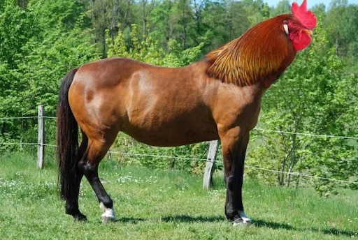 Жирная лошадь фото Жирная лошадь фото