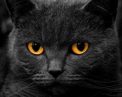 The cat black стим фото 89