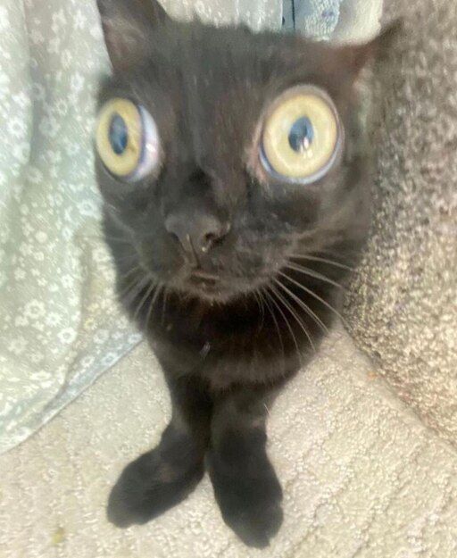 Мимимамому 2. Кот со странными глазами. Серый кот со странными глазами. Кот с глазами человека. Удивленные глаза кота.