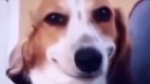 Чиловая собака мем девочка Чиловая собака мем девочка