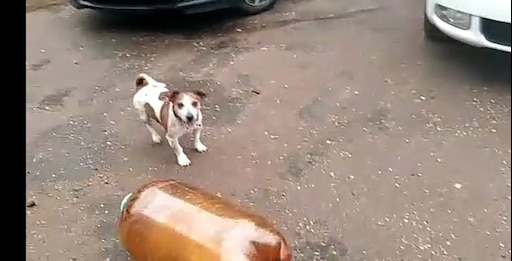 Мем с собакой и кегой видео Мем с собакой и кегой видео