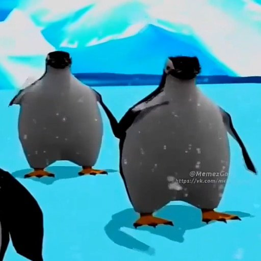 é o calvo a tropa penguins｜TikTok Search