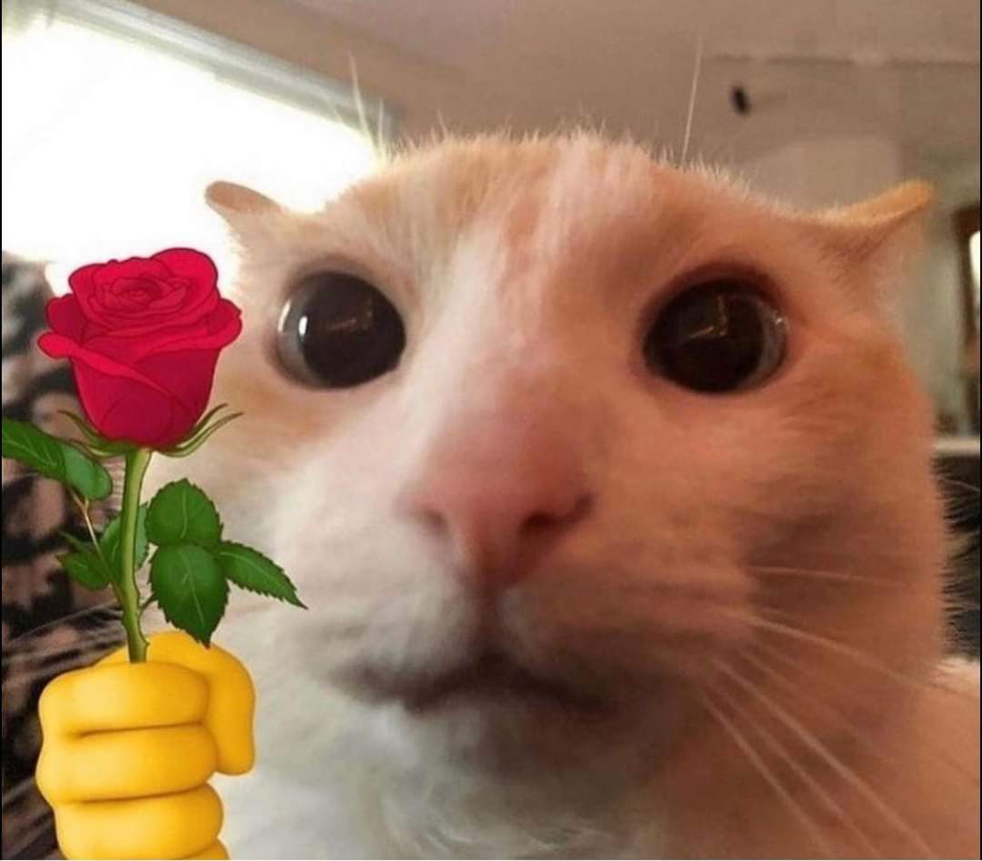 Кот с розой в зубах мем Pin de Isabel Luna en Buenas Noches Buenos dias con gatos, Saludos de buenos dia