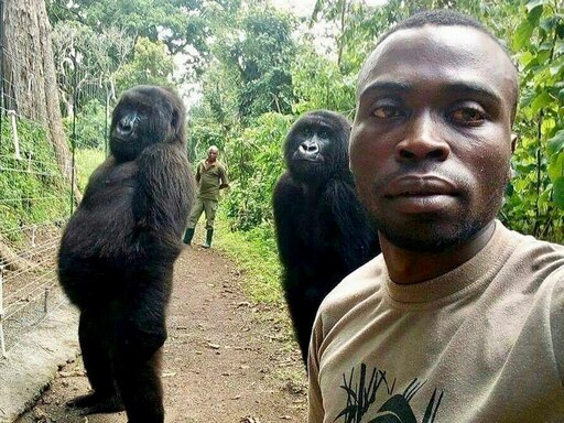 Покажи человека обезьяну. Горилла в Конго Брент Стиртон 2007. Негр обезьяна. Темнокожие животные.
