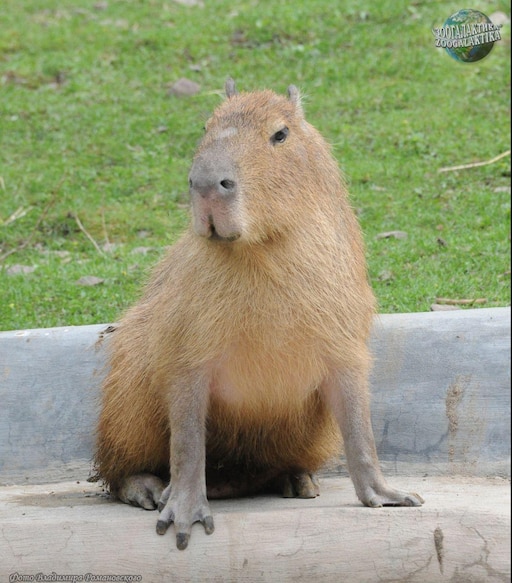 Лысая капибара фото Лысая капибара фото