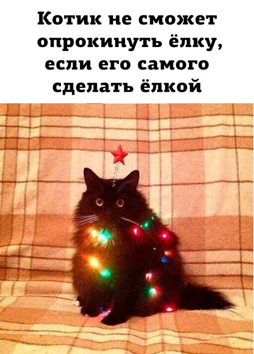 Мемы про новый год с кошками Мемы про новый год с кошками