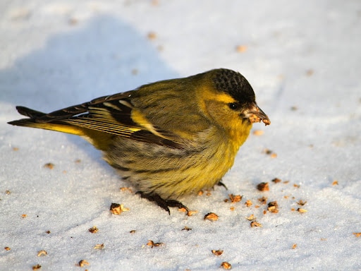 Как выглядит птица чижик фото Как выглядит птица чижик фото