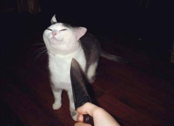 Кот с ножем мем Кот с ножем мем