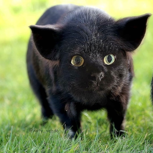 Как выглядит животное кошка Как выглядит животное кошка