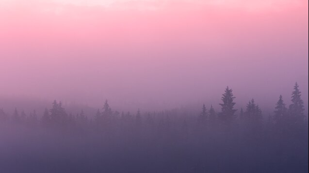 forest fog wallpaper