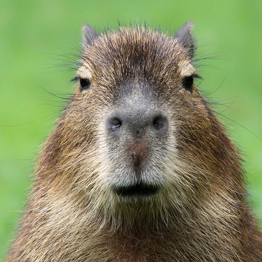 Steam Workshop::ok i pull up capybara