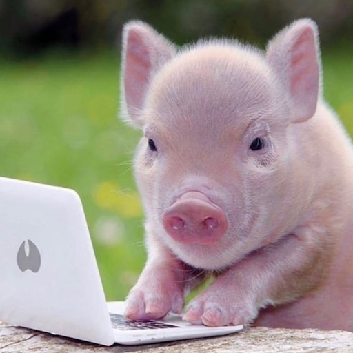 Как выглядят свинки фото Как выглядят свинки фото