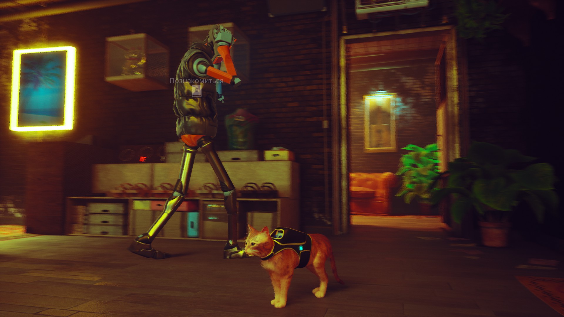 ��� ������� ������� ������? | Stray