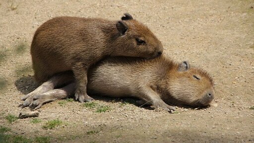 Бебра фото животное Бебра фото животное
