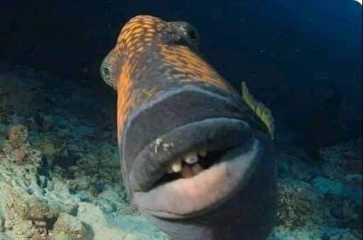 Как рыба выглядят картинки Как рыба выглядят картинки