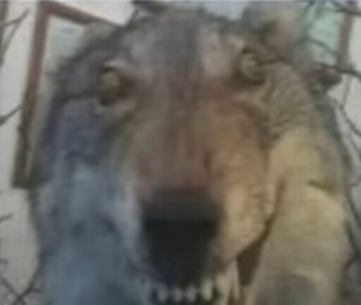 Прикол фото волк Прикол фото волк