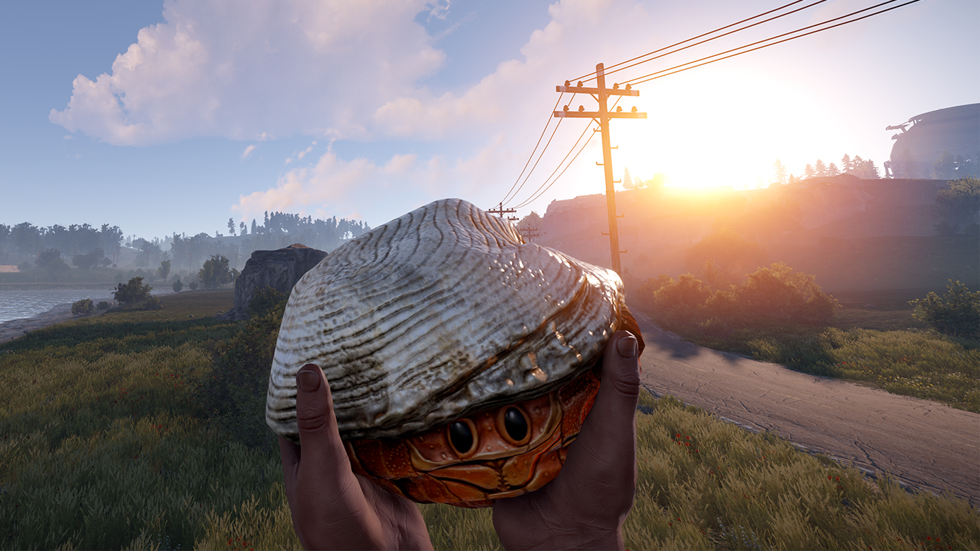 Hermit Crab Rock thumbnail 9