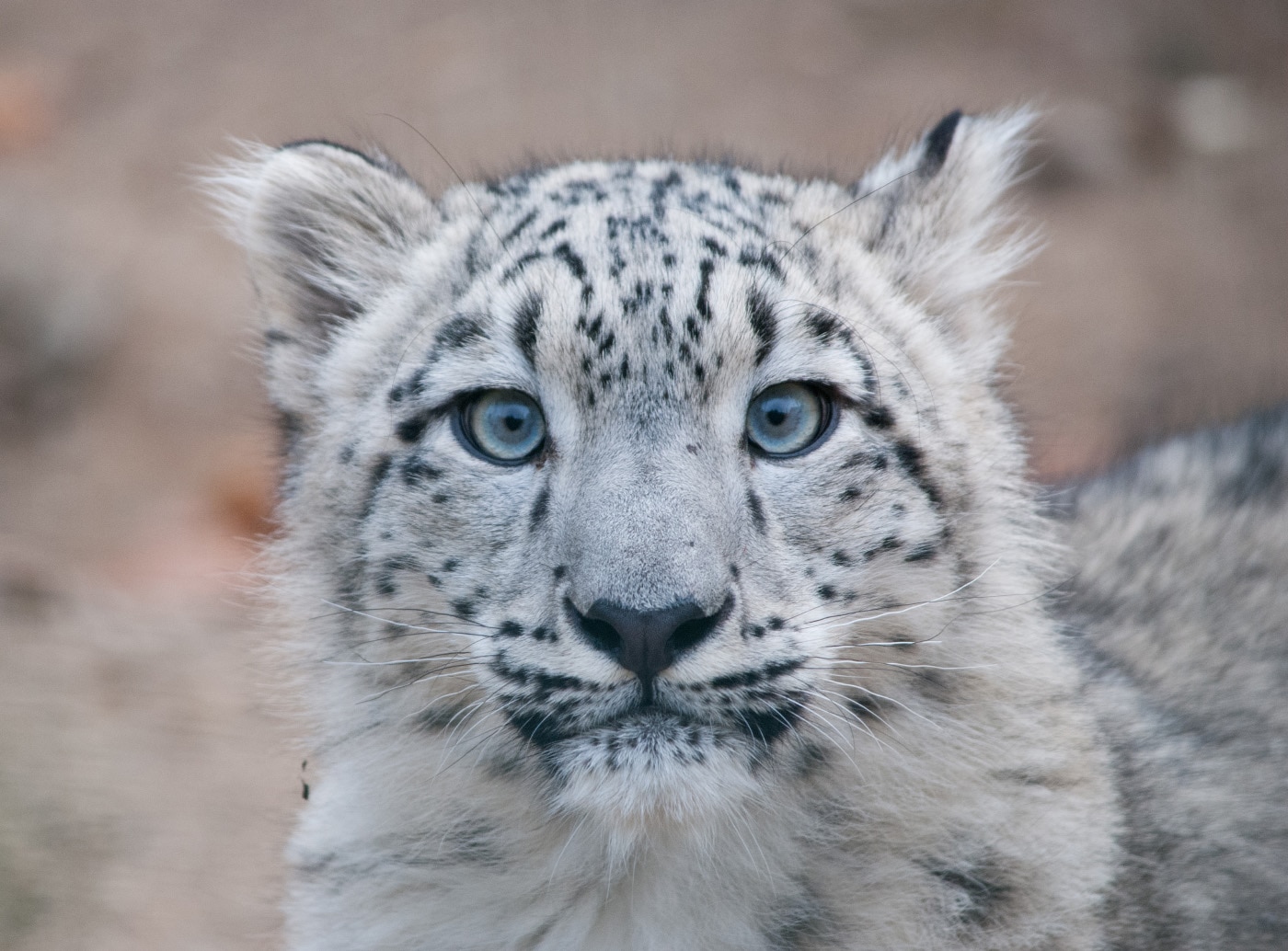 Steam Workshop::mac os x snow leopard (Updated)