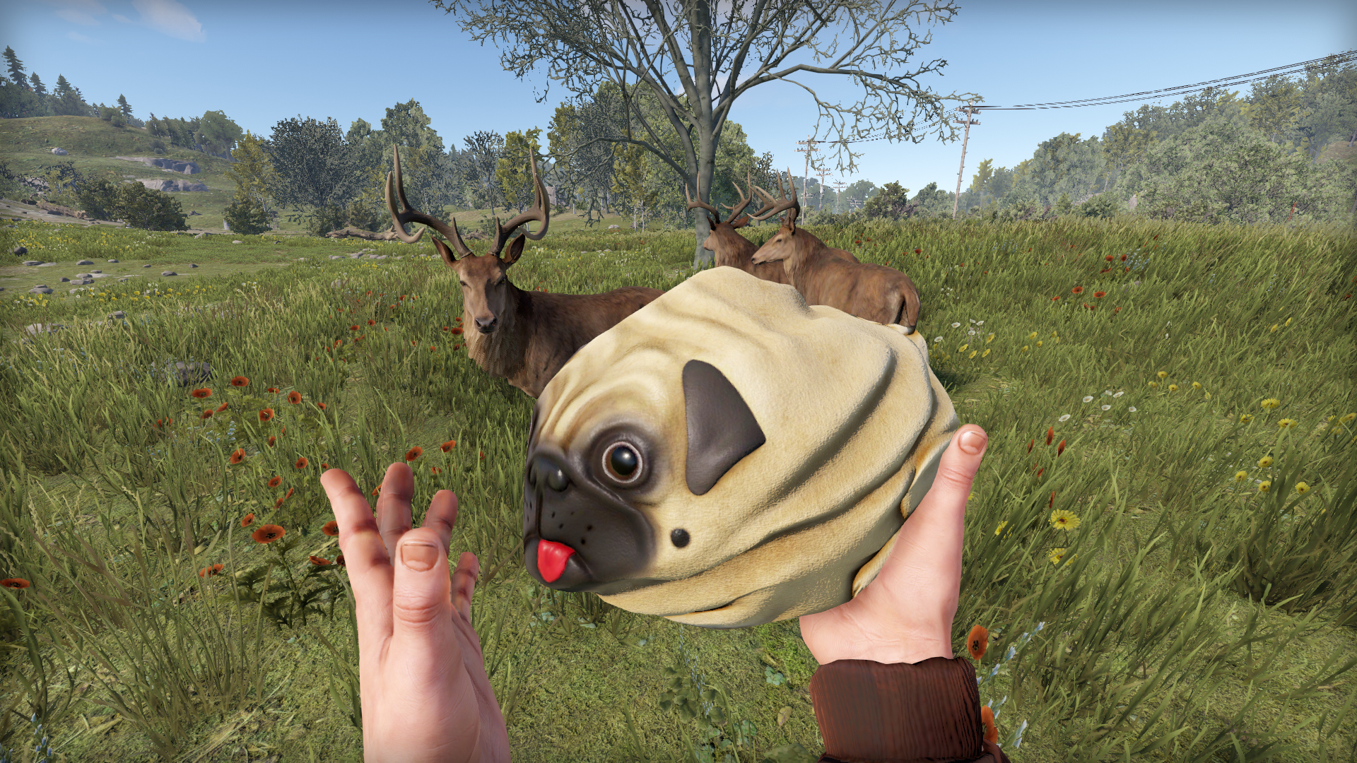 Pug Rock thumbnail 5