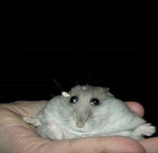 Милый хомяк с большими глазами мем фото Милый хомяк с большими глазами мем фото