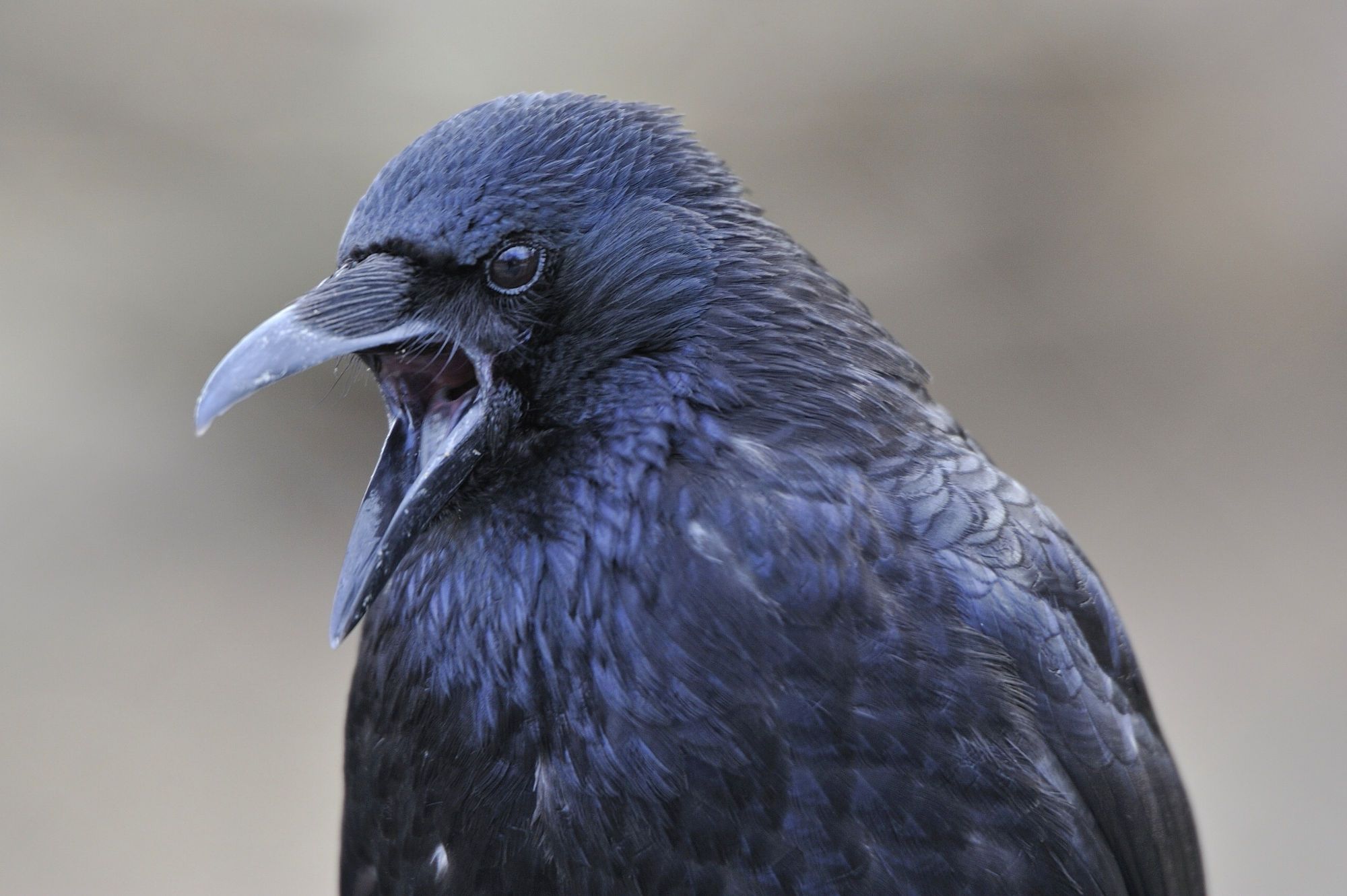 five step guide: how to be like a crow image 1