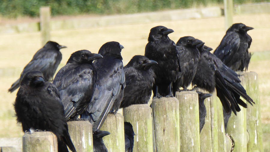 five step guide: how to be like a crow image 14